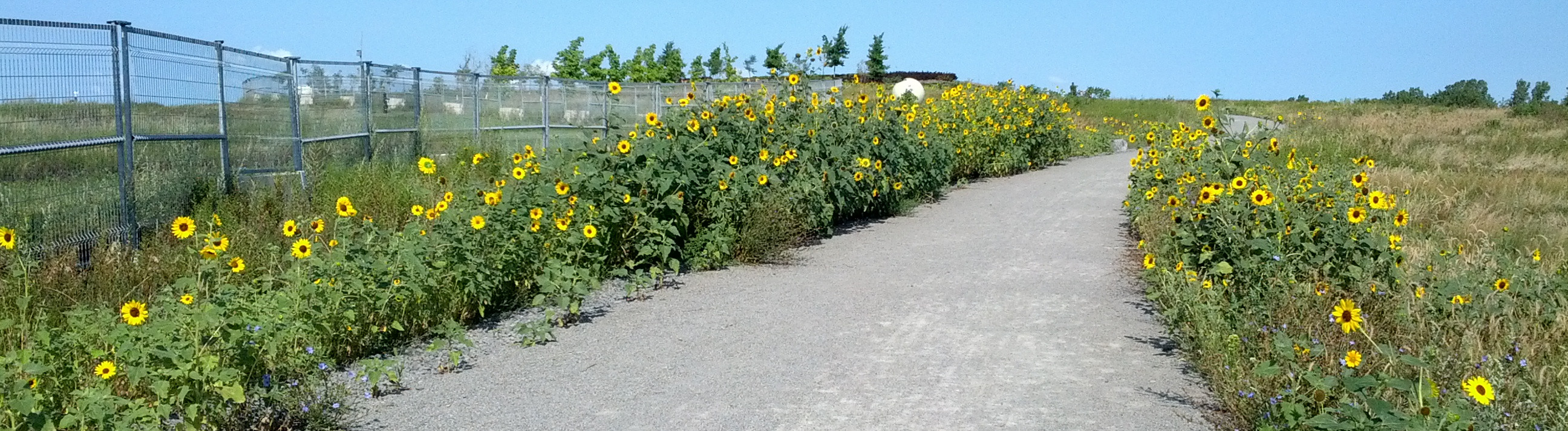 Photo des tournesols du parc Frédéric-Back